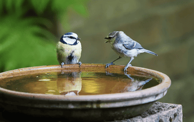 Equanimity: The Importance of Maintaining Calm During Times of Panic, as Taught by Eastern Philosophy